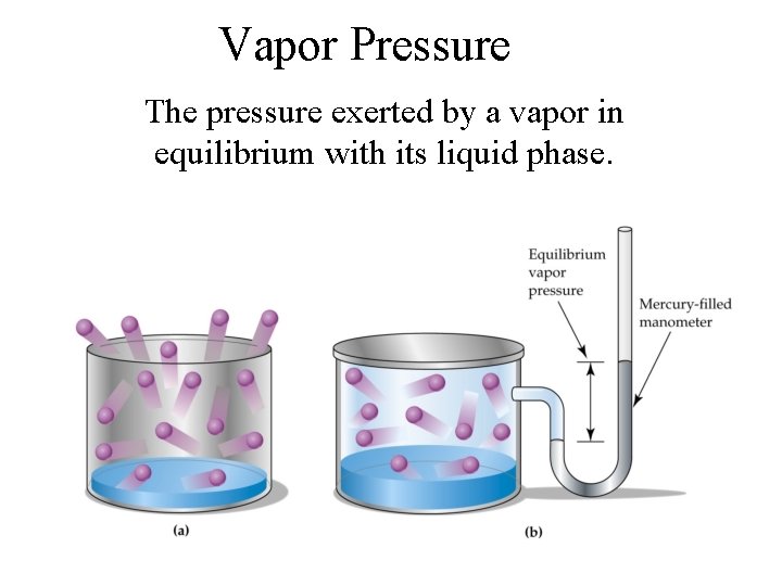 Vapor Pressure The pressure exerted by a vapor in equilibrium with its liquid phase.