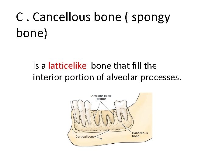 C. Cancellous bone ( spongy bone) Is a latticelike bone that fill the interior