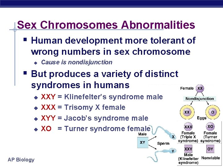 Sex Chromosomes Abnormalities § Human development more tolerant of wrong numbers in sex chromosome