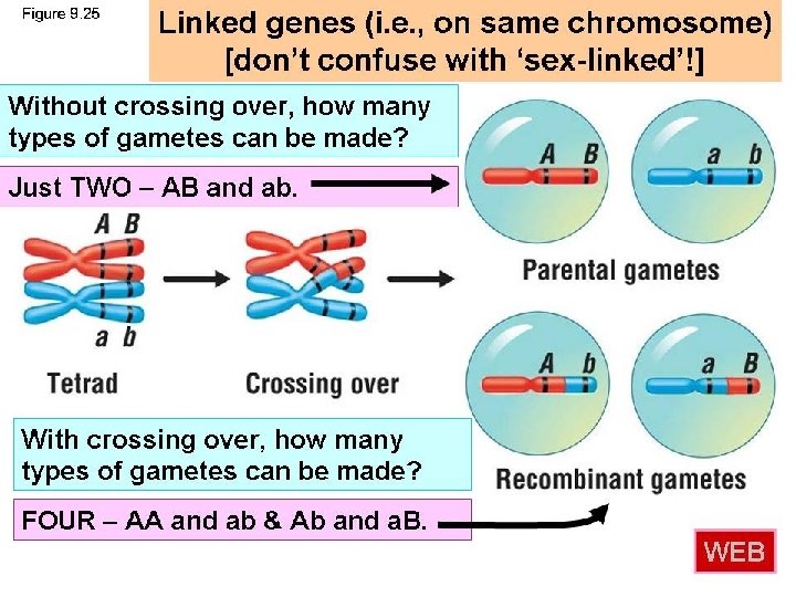 AP Biology 