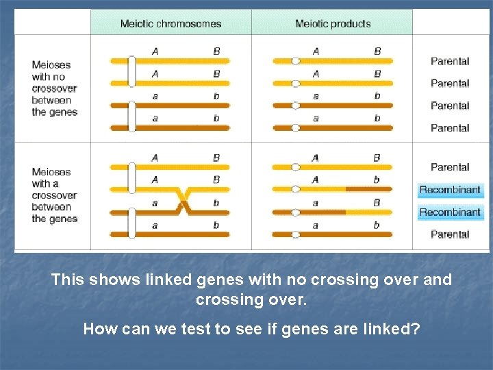 This shows linked genes with no crossing over and crossing over. How can we