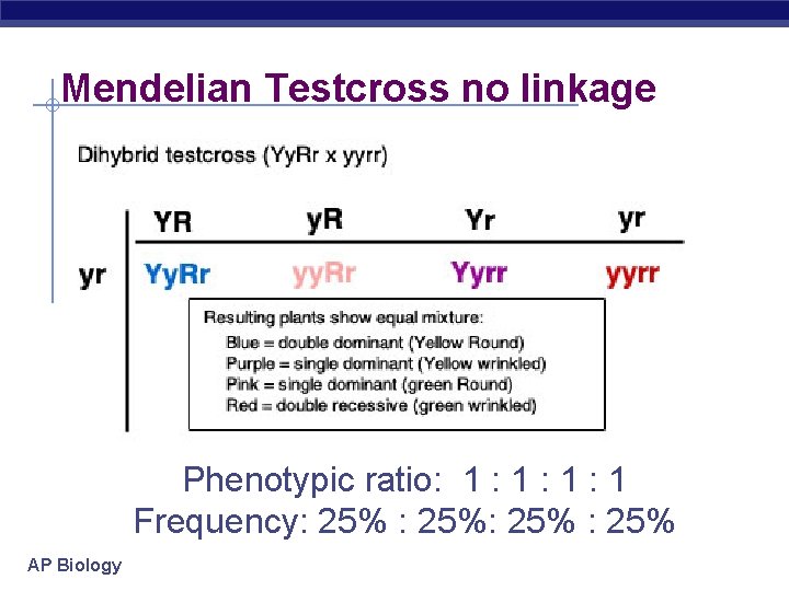 Mendelian Testcross no linkage Phenotypic ratio: 1 : 1 Frequency: 25% AP Biology 