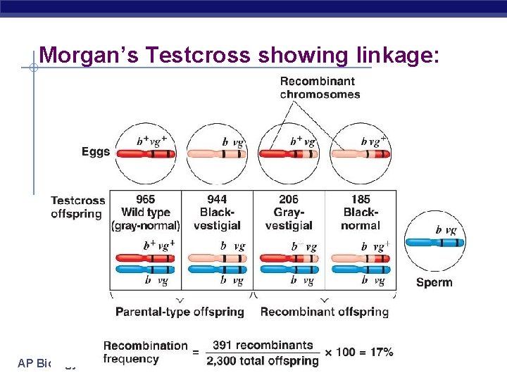Morgan’s Testcross showing linkage: AP Biology 