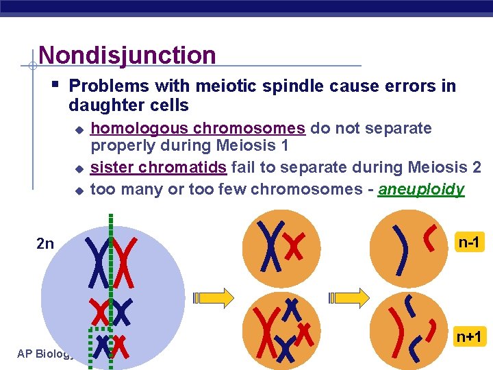 Nondisjunction § Problems with meiotic spindle cause errors in daughter cells u u u