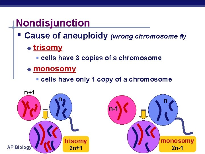 Nondisjunction § Cause of aneuploidy (wrong chromosome #) u trisomy § cells have 3