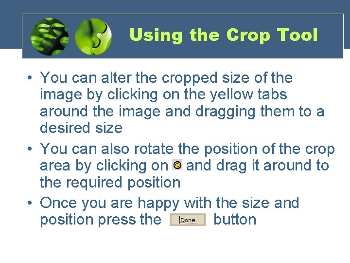 Using the Crop Tool • You can alter the cropped size of the image