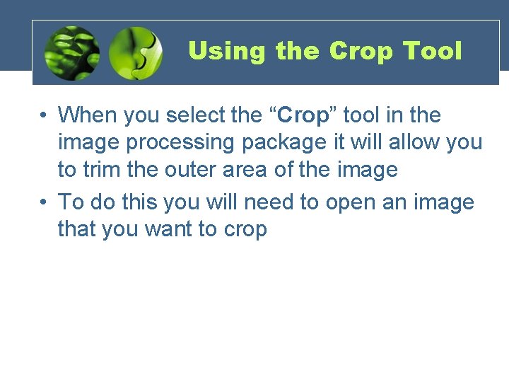 Using the Crop Tool • When you select the “Crop” tool in the image