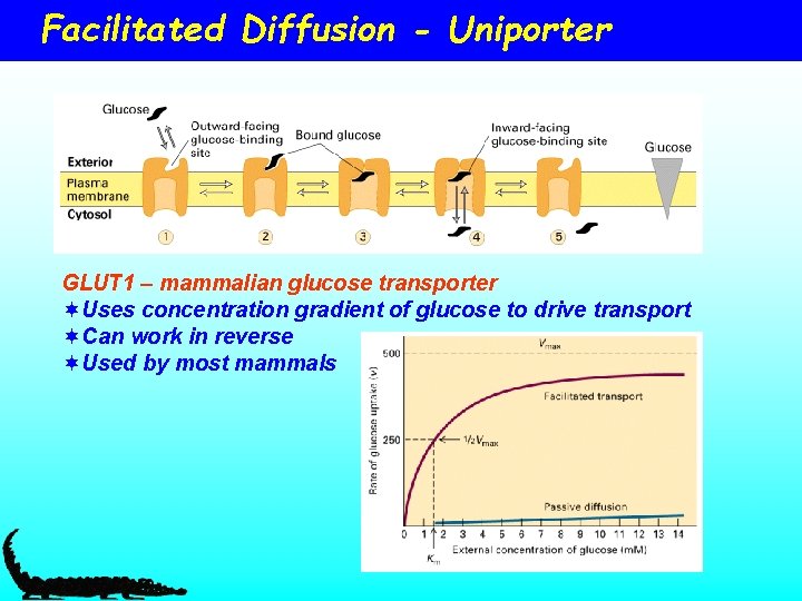 Facilitated Diffusion - Uniporter GLUT 1 – mammalian glucose transporter ¬Uses concentration gradient of