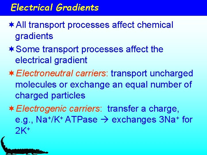 Electrical Gradients ¬All transport processes affect chemical gradients ¬Some transport processes affect the electrical