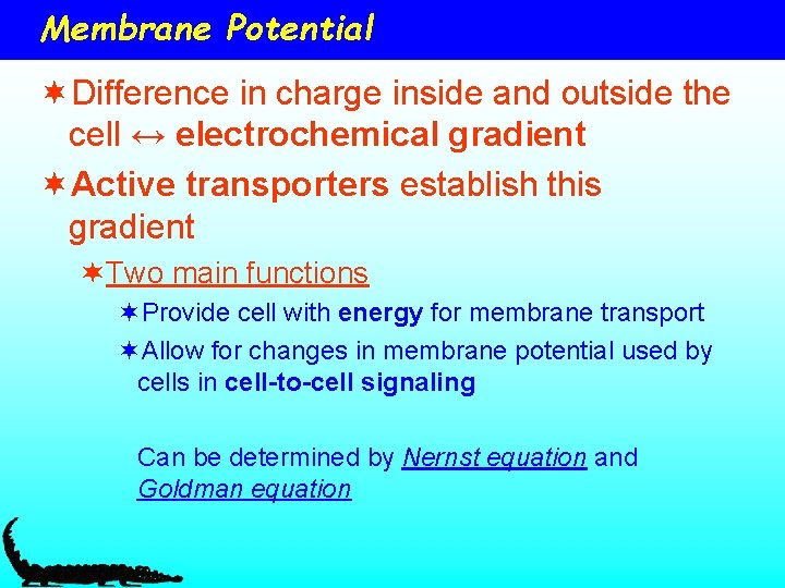 Membrane Potential ¬Difference in charge inside and outside the cell ↔ electrochemical gradient ¬Active