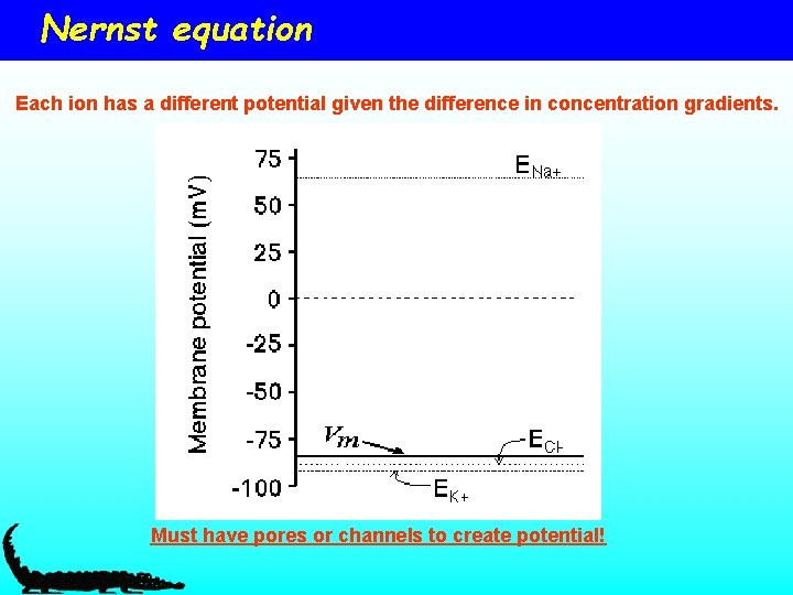 Nernst equation Each ion has a different potential given the difference in concentration gradients.