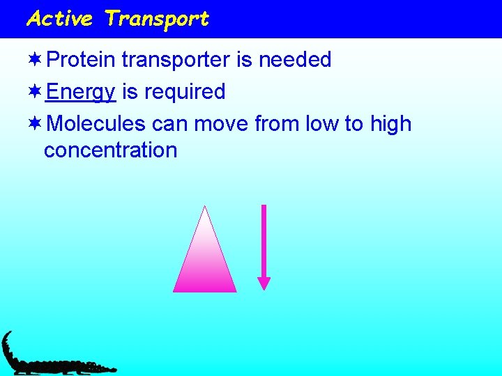 Active Transport ¬Protein transporter is needed ¬Energy is required ¬Molecules can move from low