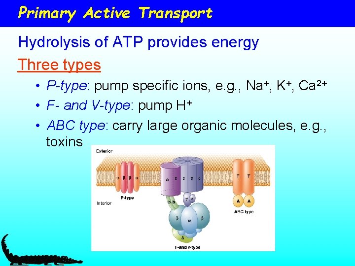 Primary Active Transport Hydrolysis of ATP provides energy Three types • P-type: pump specific