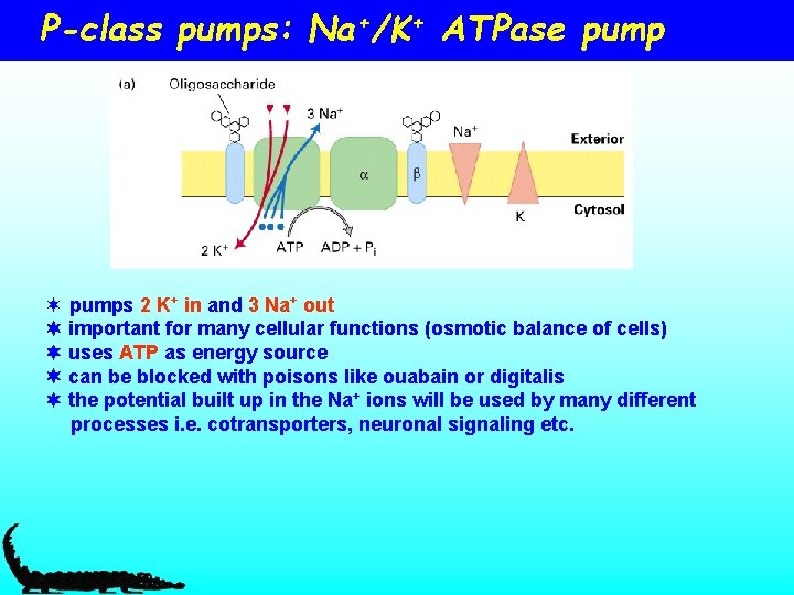 P-class pumps: Na+/K+ ATPase pump ¬ pumps 2 K+ in and 3 Na+ out