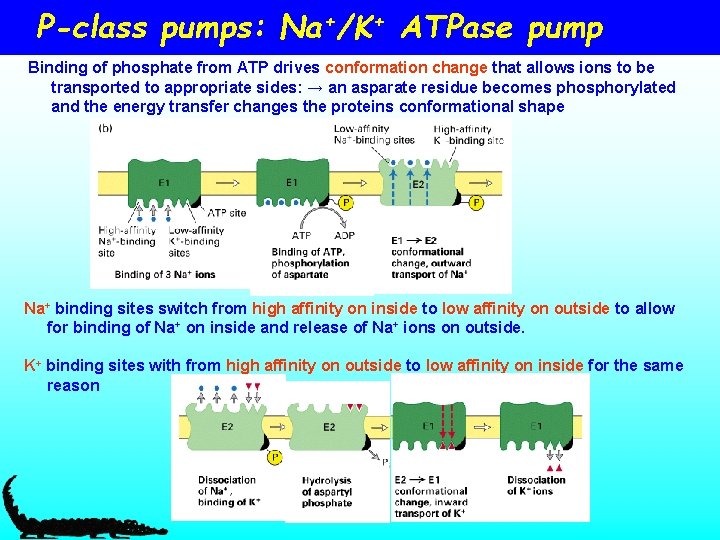 P-class pumps: Na+/K+ ATPase pump Binding of phosphate from ATP drives conformation change that