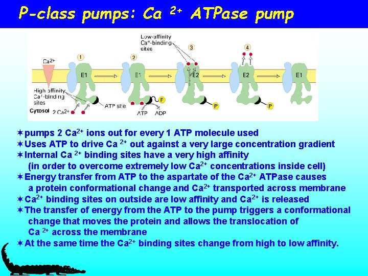 P-class pumps: Ca 2+ ATPase pump ¬pumps 2 Ca 2+ ions out for every