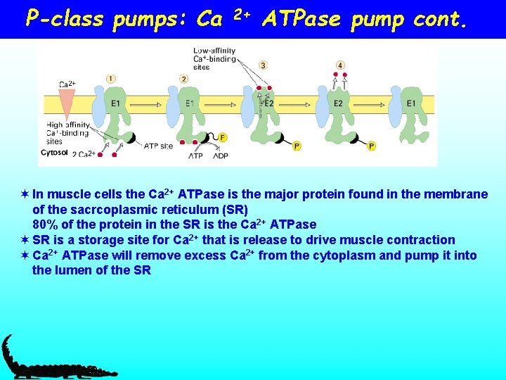 P-class pumps: Ca 2+ ATPase pump cont. ¬ In muscle cells the Ca 2+