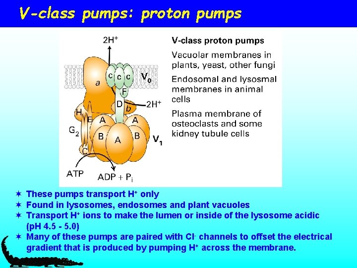 V-class pumps: proton pumps ¬ These pumps transport H+ only ¬ Found in lysosomes,