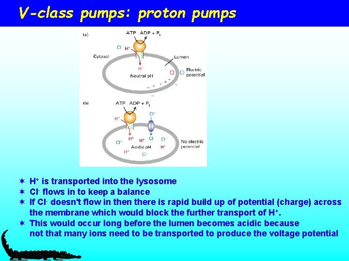 V-class pumps: proton pumps ¬ H+ is transported into the lysosome ¬ Cl- flows