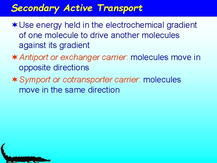Secondary Active Transport ¬ Use energy held in the electrochemical gradient of one molecule