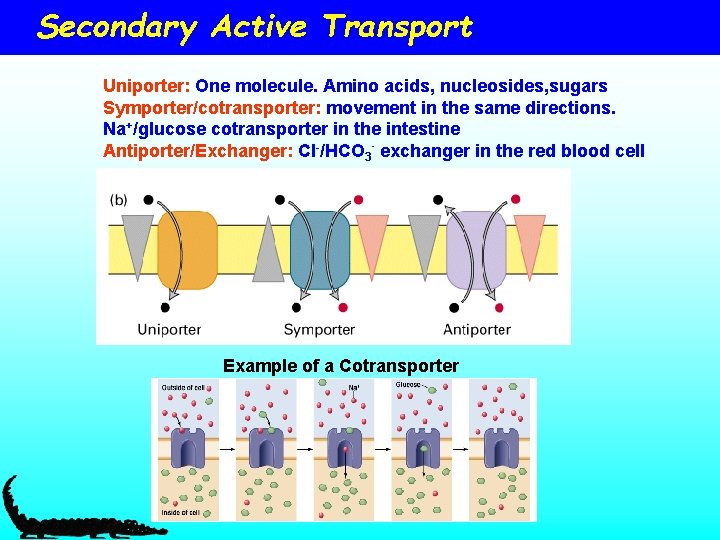 Secondary Active Transport Uniporter: One molecule. Amino acids, nucleosides, sugars Symporter/cotransporter: movement in the