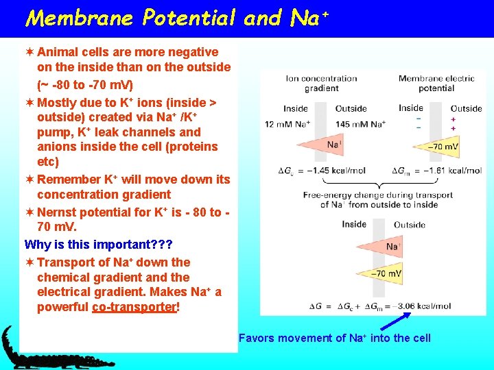 Membrane Potential and Na+ ¬ Animal cells are more negative on the inside than