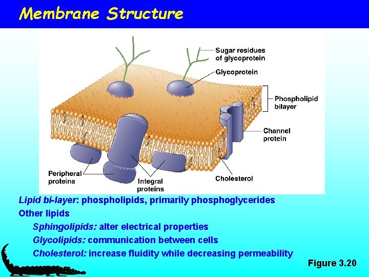 Membrane Structure Lipid bi-layer: phospholipids, primarily phosphoglycerides Other lipids Sphingolipids: alter electrical properties Glycolipids: