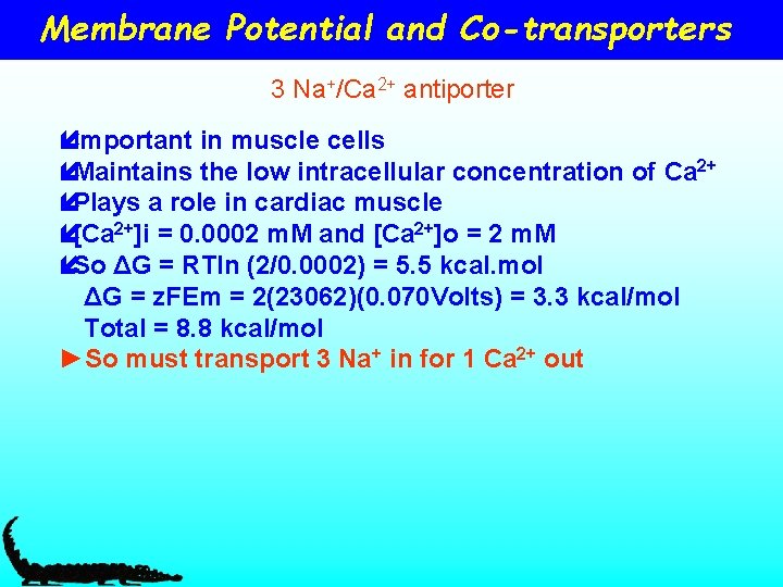 Membrane Potential and Co-transporters 3 Na+/Ca 2+ antiporter íImportant in muscle cells íMaintains the