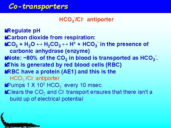 Co-transporters HCO 3 -/Cl- antiporter íRegulate p. H íCarbon dioxide from respiration: íCO 2