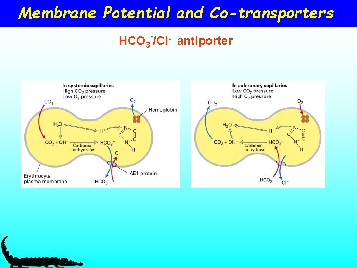 Membrane Potential and Co-transporters HCO 3 -/Cl- antiporter 