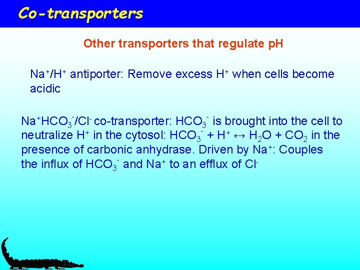 Co-transporters Other transporters that regulate p. H Na+/H+ antiporter: Remove excess H+ when cells