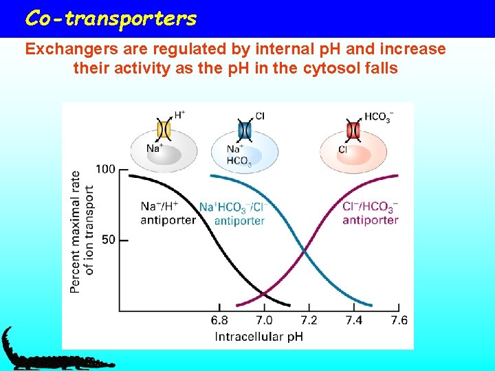 Co-transporters Exchangers are regulated by internal p. H and increase their activity as the