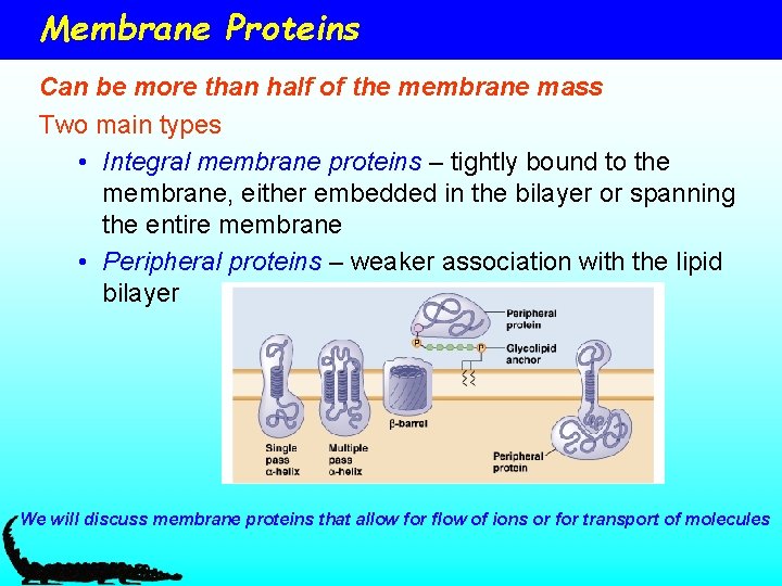 Membrane Proteins Can be more than half of the membrane mass Two main types