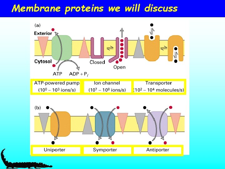 Membrane proteins we will discuss 