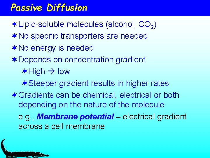 Passive Diffusion ¬ Lipid-soluble molecules (alcohol, CO 2) ¬ No specific transporters are needed