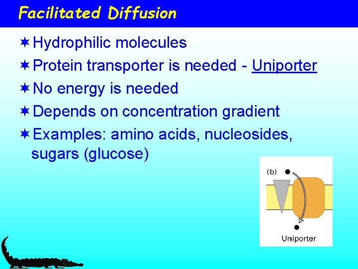 Facilitated Diffusion ¬Hydrophilic molecules ¬Protein transporter is needed - Uniporter ¬No energy is needed