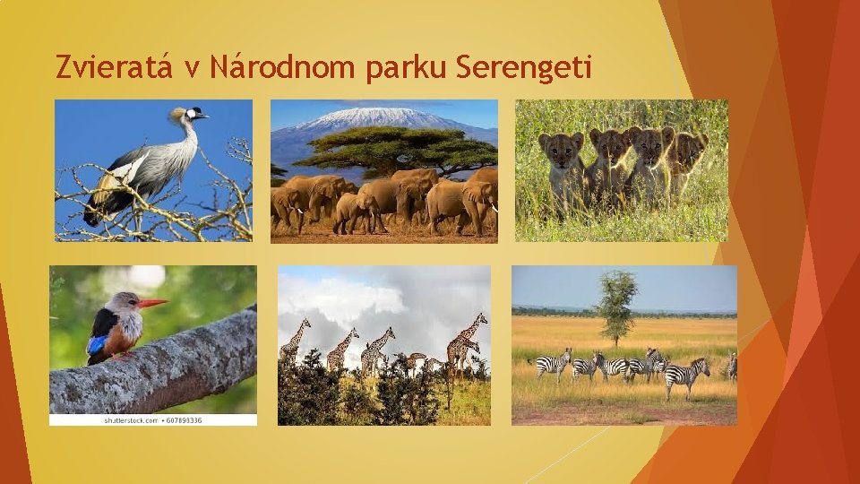 Zvieratá v Národnom parku Serengeti 