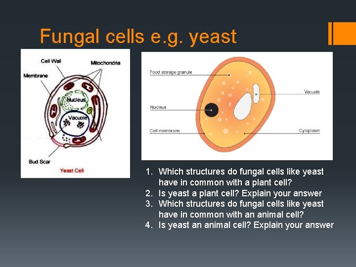 Fungal cells e. g. yeast 1. Which structures do fungal cells like yeast have