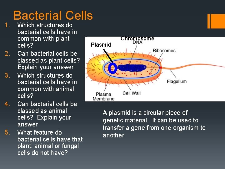 1. 2. 3. 4. 5. Bacterial Cells Which structures do bacterial cells have in