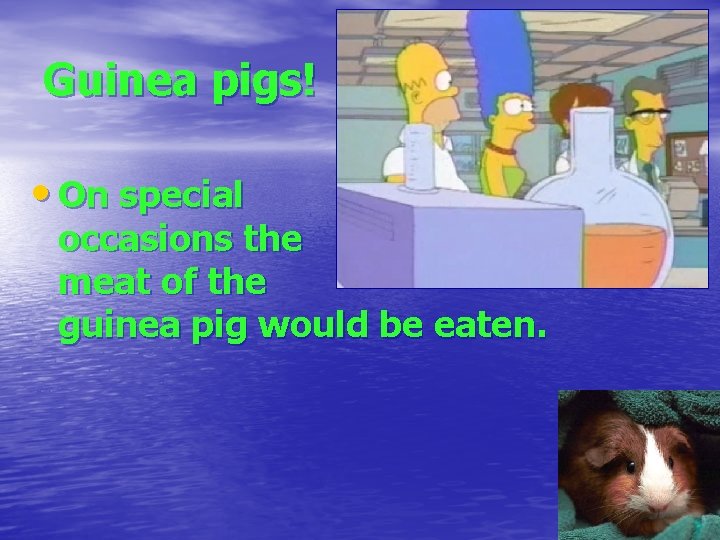 Guinea pigs! • On special occasions the meat of the guinea pig would be