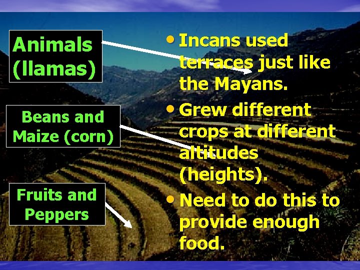 Animals (llamas) Beans and Maize (corn) Fruits and Peppers • Incans used terraces just
