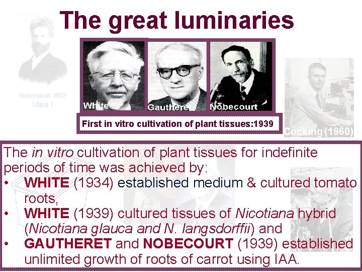 The great luminaries Haberlandt 1902 Idea ! First in vitro cultivation of plant tissues: