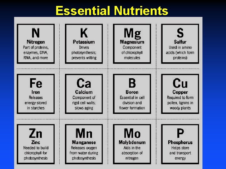 Essential Nutrients 