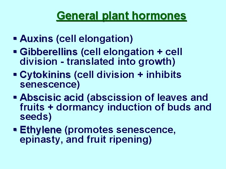 General plant hormones § Auxins (cell elongation) § Gibberellins (cell elongation + cell division