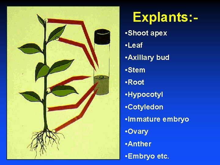 Explants: • Shoot apex • Leaf • Axillary bud • Stem • Root •