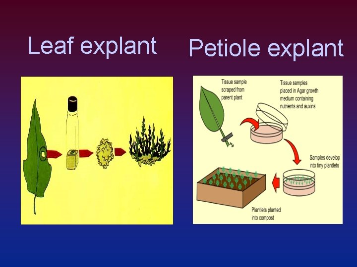 Leaf explant Petiole explant 