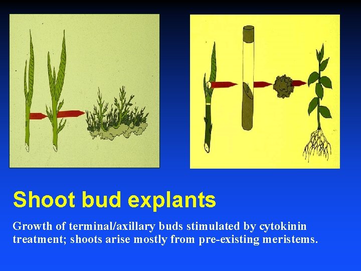 Shoot bud explants Growth of terminal/axillary buds stimulated by cytokinin treatment; shoots arise mostly