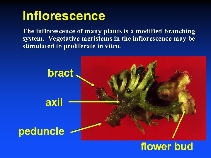 Inflorescence The inflorescence of many plants is a modified branching system. Vegetative meristems in