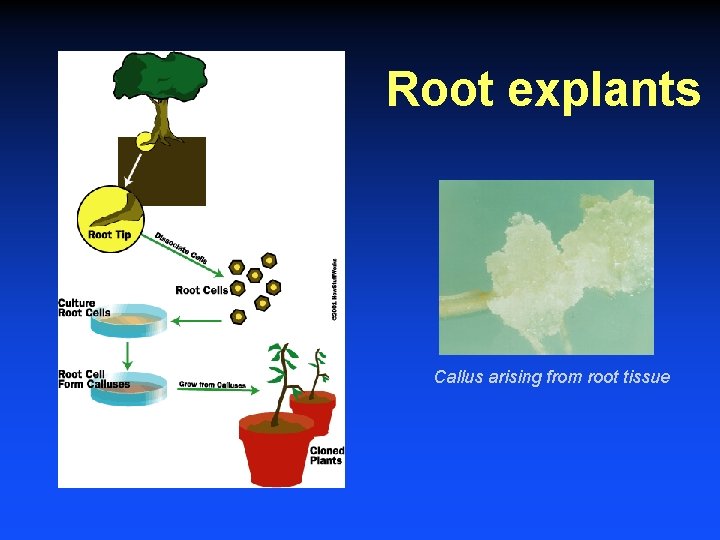 Root explants Callus arising from root tissue 