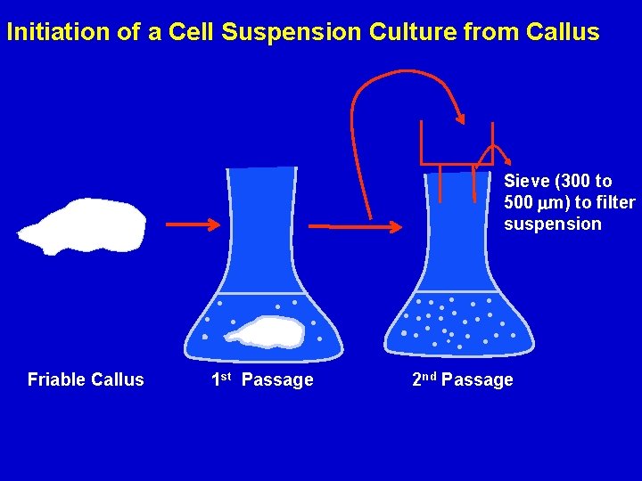 Initiation of a Cell Suspension Culture from Callus Sieve (300 to 500 m) to